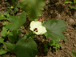 diary090713_2.gif