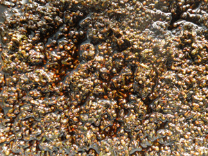 food091008.gif