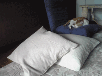sew090709.gif